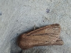 Denticucullus pygmina