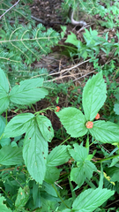 Rubus saxatilis