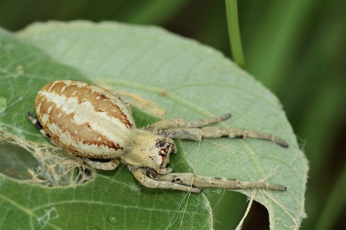 Stegodyphus pacificus | Native Nature