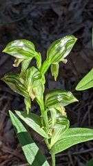 Pterostylis viriosa