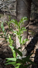 Pterostylis viriosa