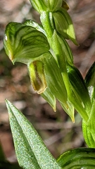 Pterostylis viriosa