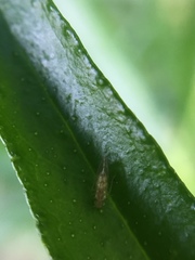 Psocodea