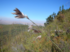 Thamnochortus cinereus