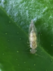 Psocodea