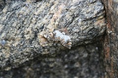 Dysstroma latefasciata