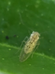 Psocodea
