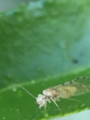 Psocodea