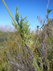 Thamnochortus cinereus