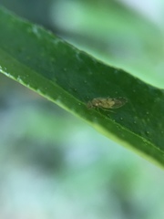 Psocodea