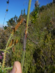 Thamnochortus cinereus