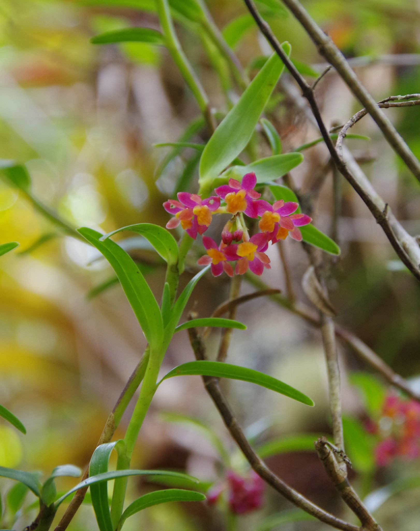 Epidendrum restrepoanum A.D.Hawkes 2