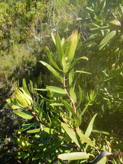 Leucadendron microcephalum