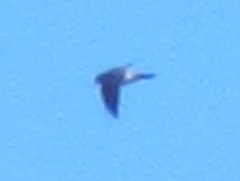 Aerodramus terraereginae terraereginae