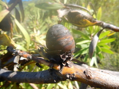 Leucadendron microcephalum