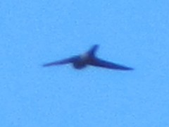 Aerodramus terraereginae terraereginae