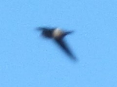 Aerodramus terraereginae terraereginae