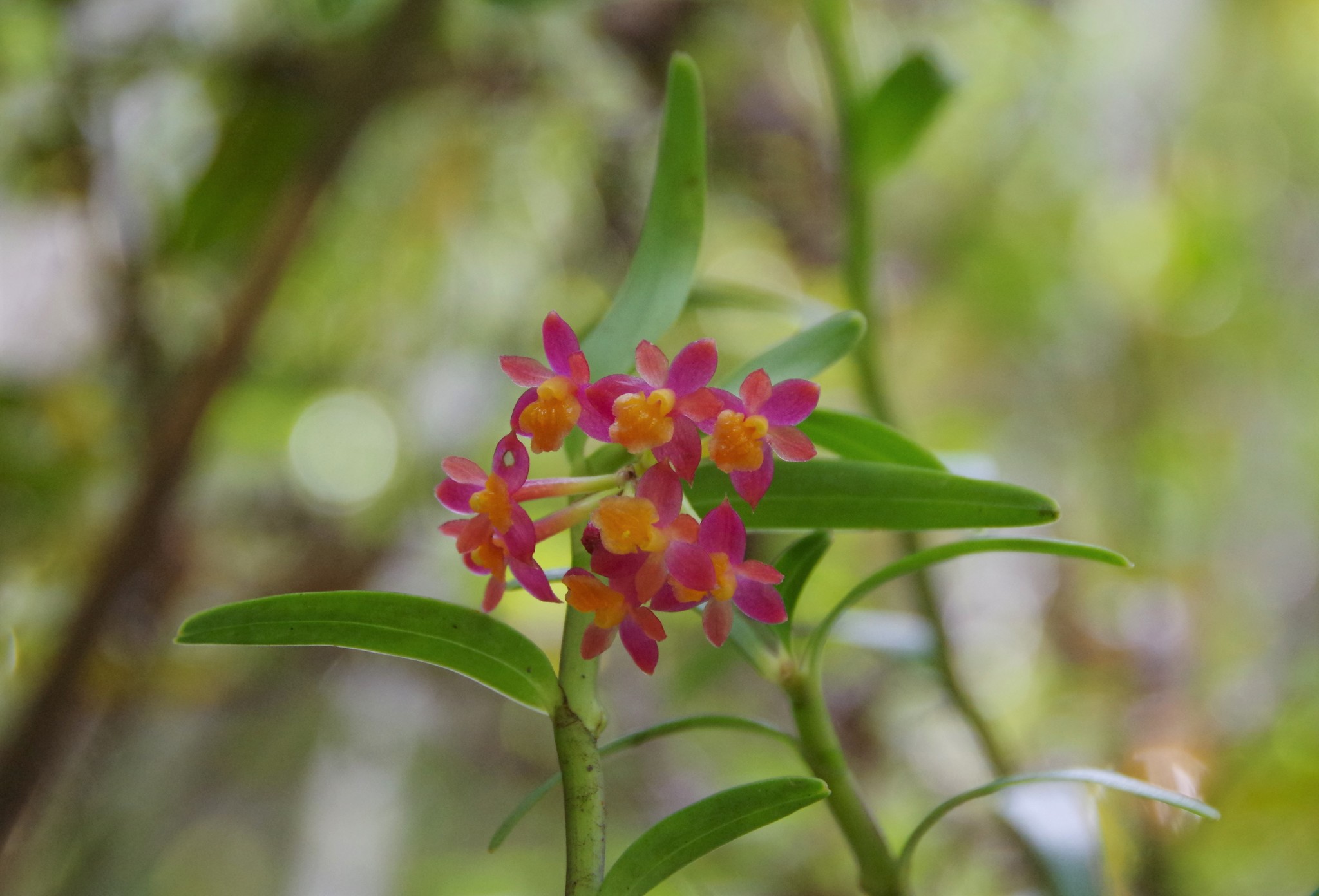 Epidendrum restrepoanum A.D.Hawkes