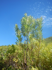 Leucadendron microcephalum