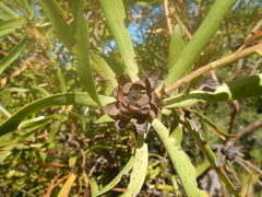 Leucadendron microcephalum