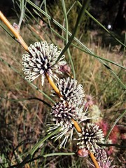 Hakea scoparia