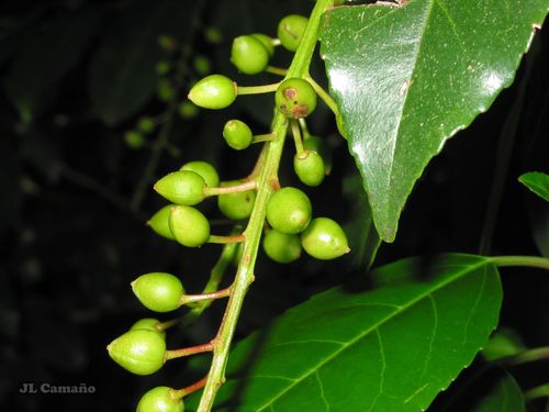 Prunus lusitanica