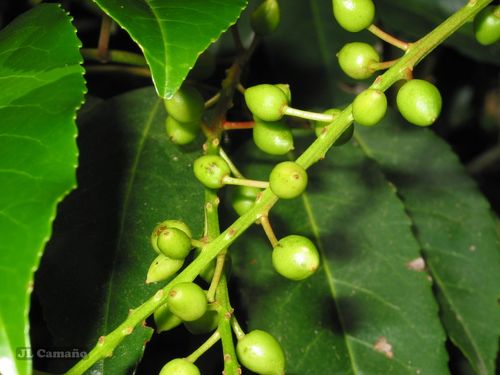 Prunus lusitanica