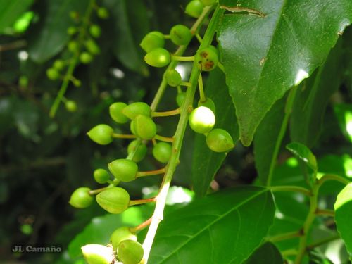 Prunus lusitanica
