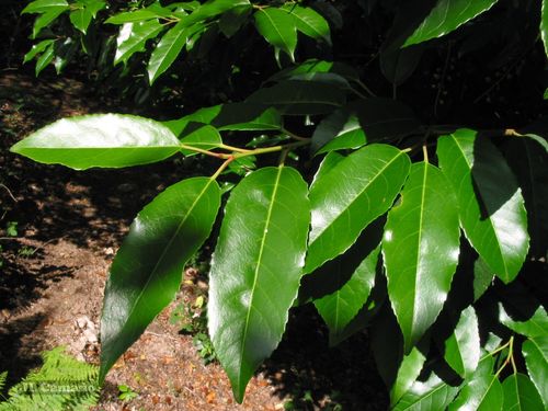 Prunus lusitanica