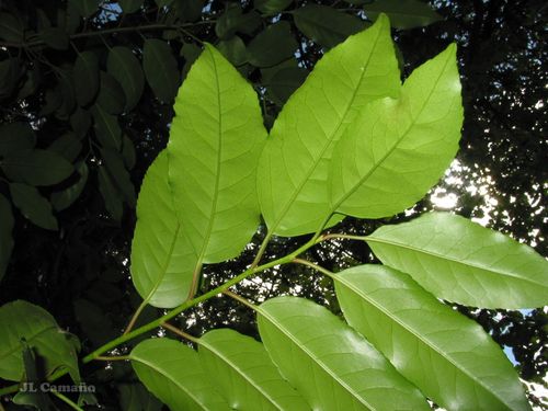 Prunus lusitanica