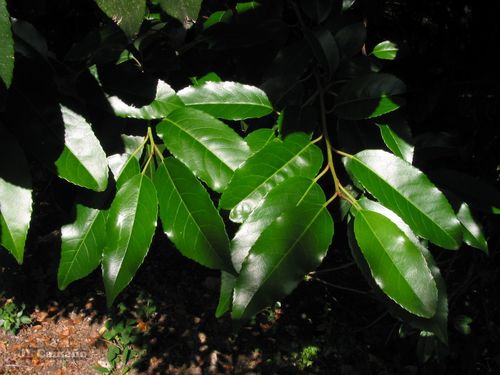 Prunus lusitanica