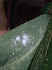 Phenacoccus manihoti