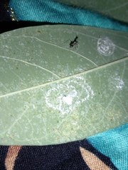 Phenacoccus manihoti