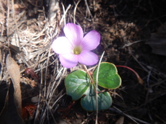 Oxalis truncatula