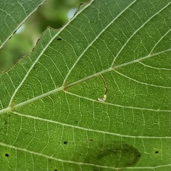 Bucculatrix improvisa