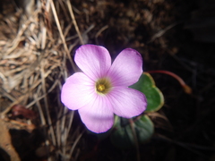 Oxalis truncatula