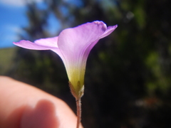 Oxalis truncatula