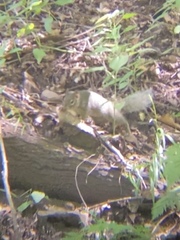 Sciurotamias davidianus