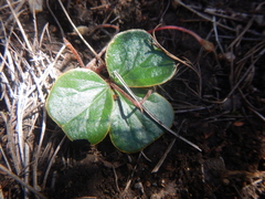Oxalis truncatula