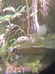 Sciurotamias davidianus