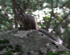 Sciurotamias davidianus