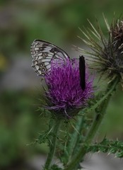 Melanargia meridionalis