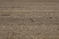 Oreopholus ruficollis