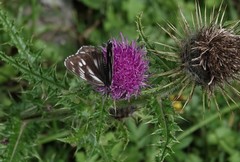 Melanargia meridionalis