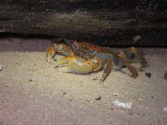 Geograpsus crinipes