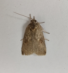 Nycteola asiatica