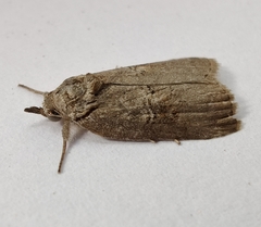 Nycteola asiatica