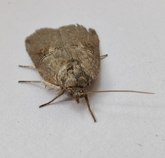 Nycteola asiatica