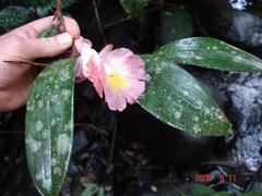 Costus phyllocephalus