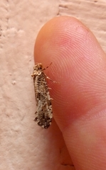 Morophaga choragella